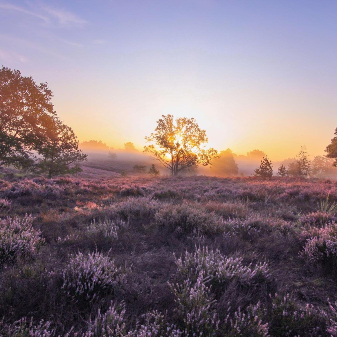 Forest - Family - Hikers - Digital Nomads - Hs Wifi - Houthalen, Genk, Fijnspar 108 Aan de Wolfsberg