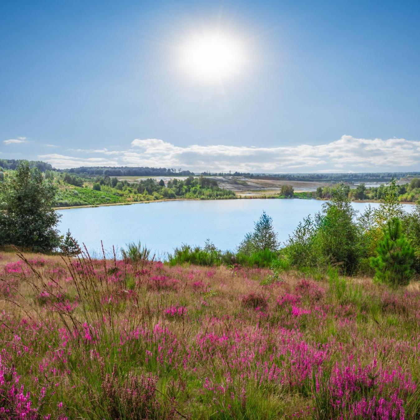 Forest - Family - Hikers - Digital Nomads - Hs Wifi - Houthalen, Genk, Fijnspar 108 Aan de Wolfsberg